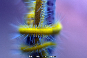 abstract by Simon Gardener 